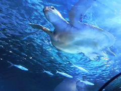 -太平洋海底世界