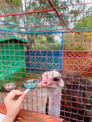 -萌宠亲子动物乐园(槐房万达店)