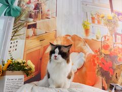 -爱洗澡的猫(望京店)