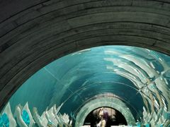 -海棠湾洲际-涛·海底餐厅·美人鱼·自助餐·海底隧道