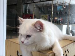 -瞄一喵猫咖(格力海岸店)