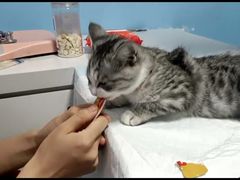 -瑞派福兴宠物医院犬猫全科·骨科·中西医结合(河东店)