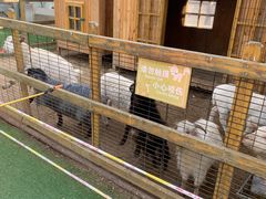 -南宫五洲植物乐园