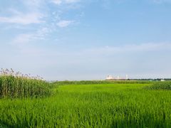 -吴淞炮台湾湿地森林公园烧烤区