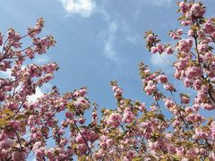 -高东镇樱花园