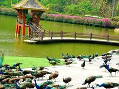 -西双版纳原始森林公园