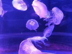 -欢乐海岸海洋奇梦馆