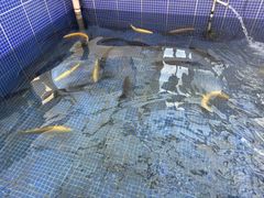 -北京龙庆四季香农家饭庄·灶台鱼·碳烤虹鳟鱼(龙庆峡店)