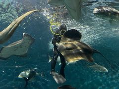 -上海海洋水族馆