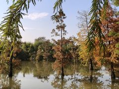 -上海长兴岛郊野公园