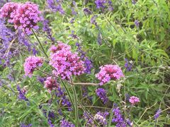 -北京东方普罗旺斯薰衣草庄园