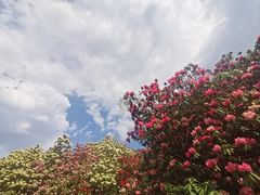 -贵州百里杜鹃风景名胜区
