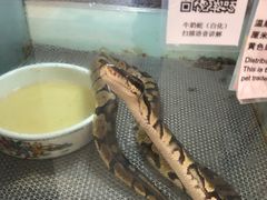 -上海大自然野生昆虫馆(东方明珠·爬宠昆虫探索中心)