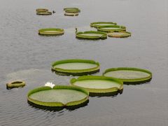 -荷塘月色湿地公园·向阳花洲