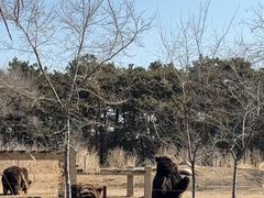 -沈阳森林动物园