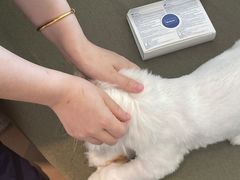 -御宝贝·A梦猫科宠物医院(国际猫友好医院)