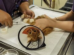 -萌兽医馆·犬猫专科·眼科中心·宠物医院(朝阳门分院)