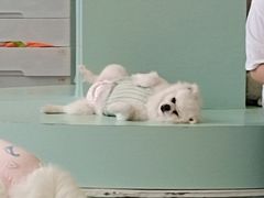 -怪兽屋·羊驼·猫咖·狗咖(俊华广场店)