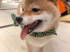 -逗柴咖啡屋·狗咖猫咖宠物桌游