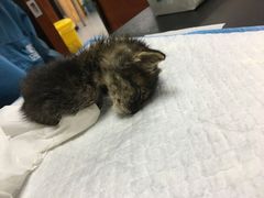 -安安宠医宠物医院·异宠·犬猫内科(岳阳分院)