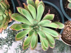 -素满香·素食自助餐(苏州·临顿路店)