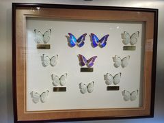 -上海昆虫博物馆