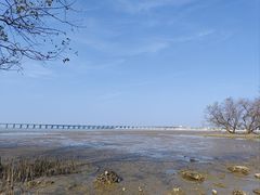 -宝安西湾红树林湿地公园