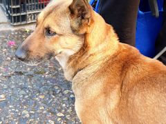 -中环花鸟鱼虫市场