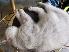 -喵屿·大理花园猫咖