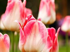 -爱达乐面包生日蛋糕(郫县时代天街店)