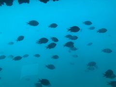 -亚龙湾海底世界