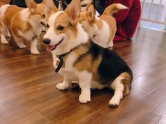 -柯斗斗主题餐厅·狗咖·围炉煮茶·茶饮(国瑞升平里店)