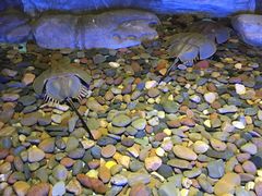 -芜湖新华联大白鲸海洋公园