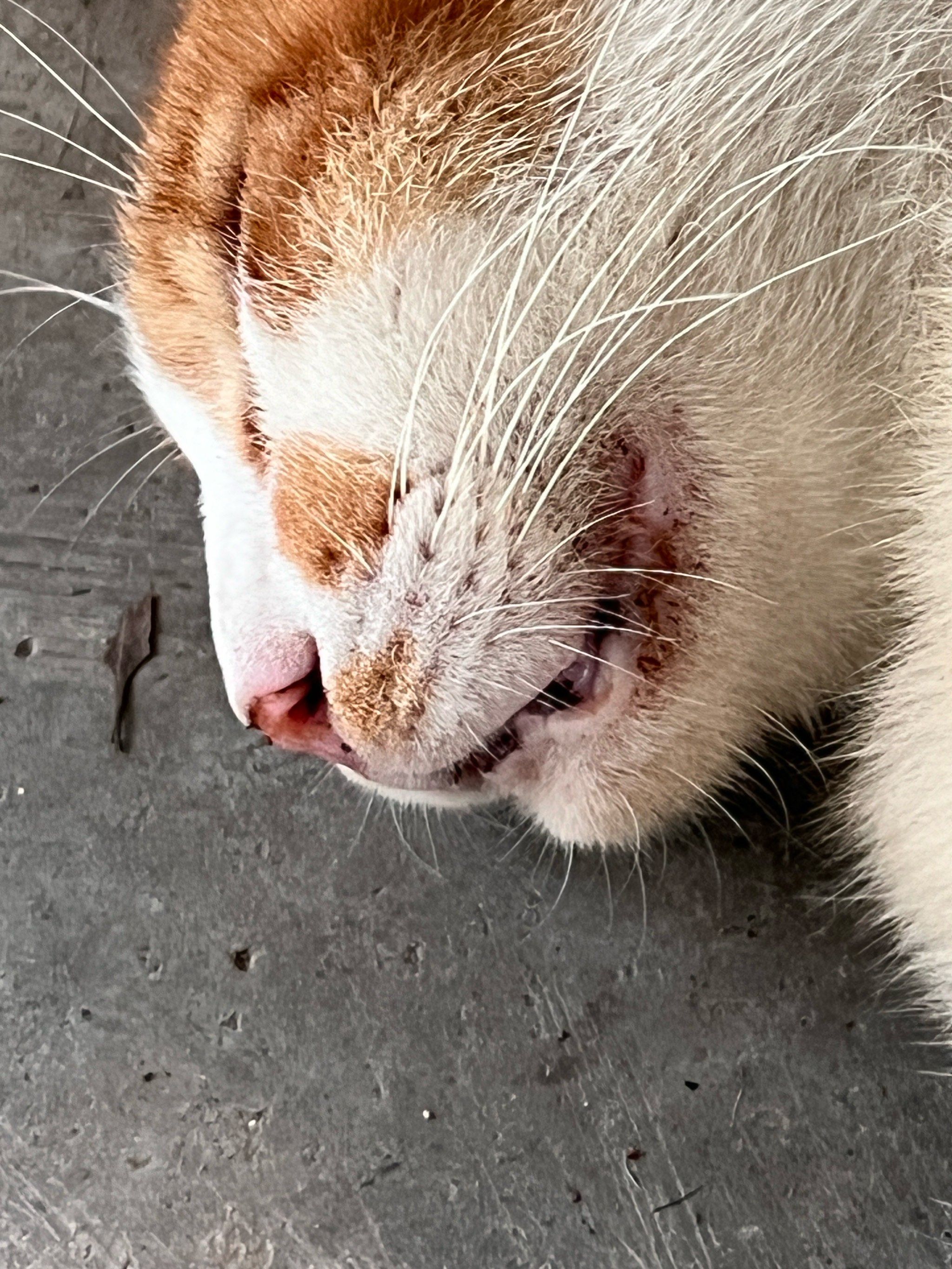 西园寺这猫嘴巴咋的了