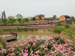 -空港花田景区