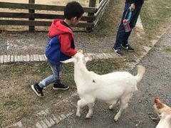 -田园东方蜜桃村的田野营地