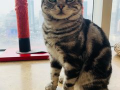 -Catmate·猫肥家润(金润铂宫店)