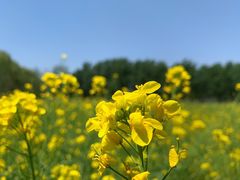 -天津武清北运河郊野公园房车露营地