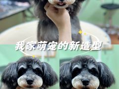 -鑫艺宠物美容培训学校