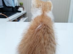 -瑞派宠物医院(搏威敦和院)