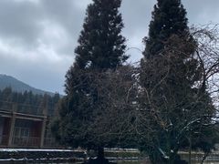 -武陵山森林公园