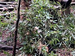 -都江堰中华大熊猫苑