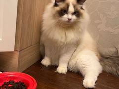 -欣宠猫屋·矮脚拿破仑·蓝金金渐层
