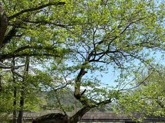 -北海金海湾红树林生态旅游区