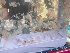 -武汉大学-樱园