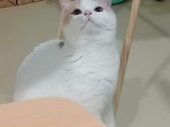 -猫在这儿猫咪咖啡馆·撸猫馆