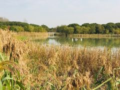 -昆山城市生态森林公园