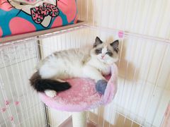 -Bastet sally猫舍购宠(静安店)