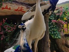 -西双版纳原始森林公园