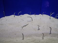 -上海海洋水族馆